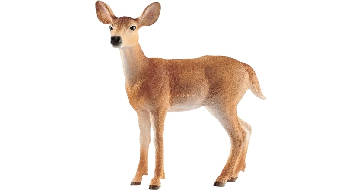 4055744029615-biche-de-virginie---wild-life