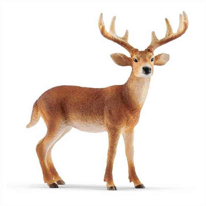 4055744029608-cerf-de-virginie---wild-life