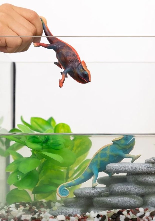4059433532318-cameleon---wild-life