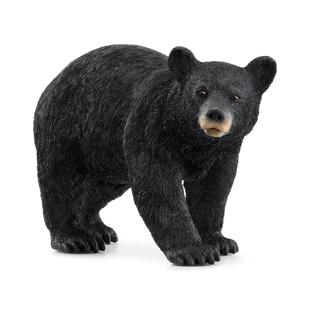 4059433789415-ours-noir-damerique